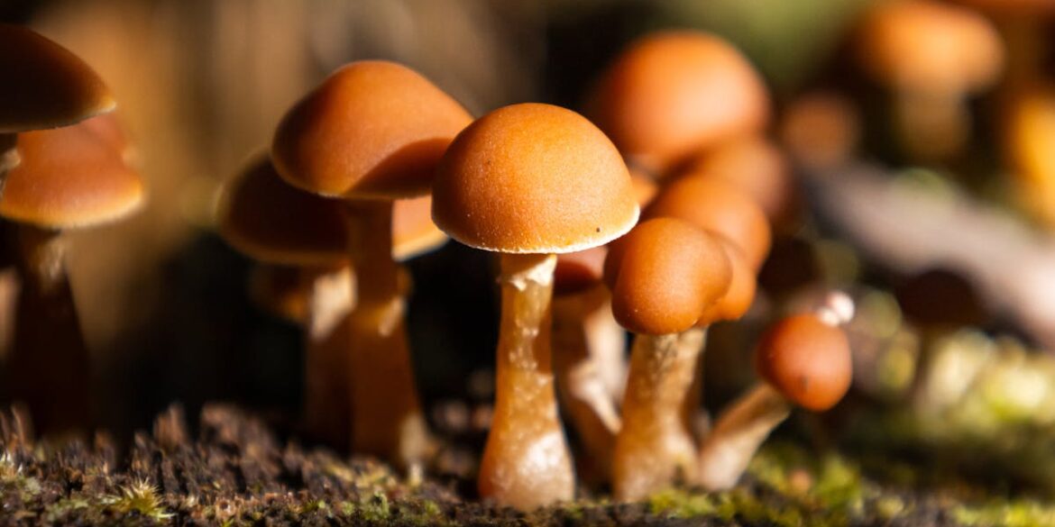 Grzybnia w domu? Akustyczne meble i panele z mycelium – ciche, lekkie i biodegradowalne