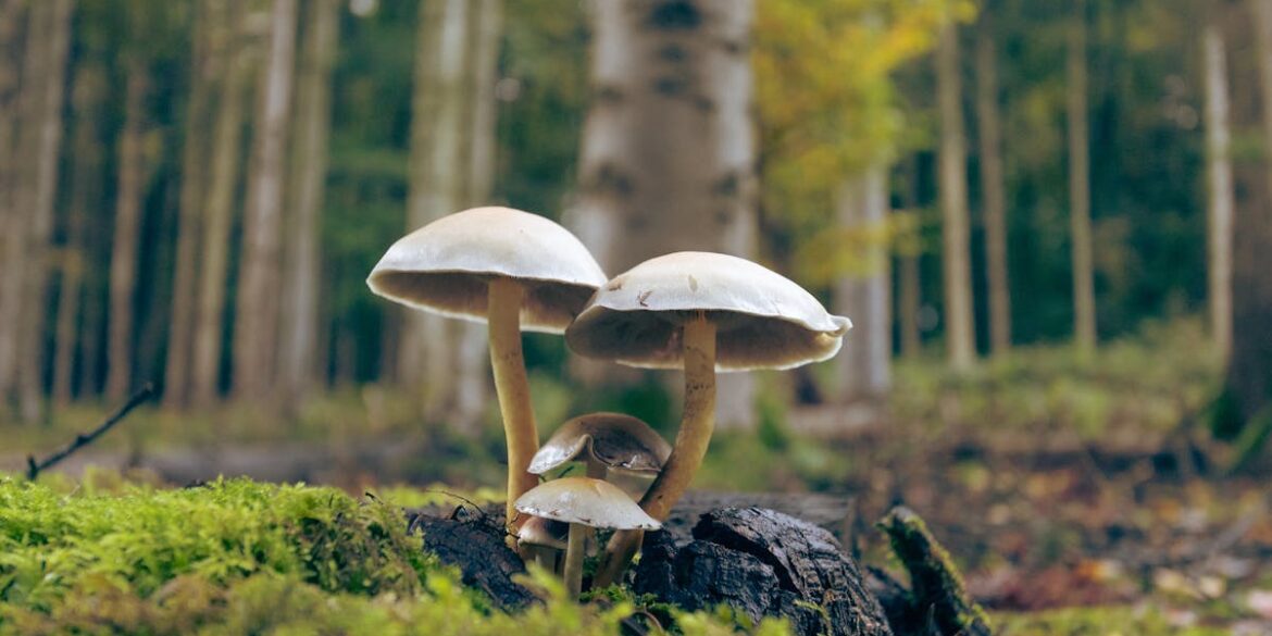 Fronty meblowe z grzybni: ultralekkie, akustyczne i kompostowalne – przewodnik projektowy i DIY